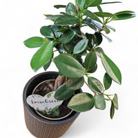 Ficus "Microcarpa Maya", fikus