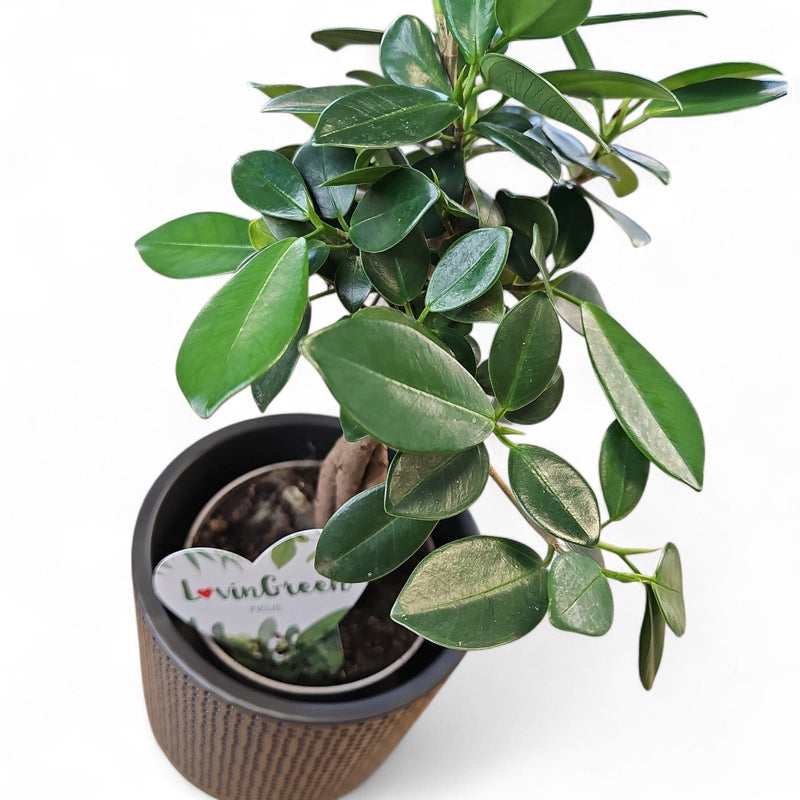 Ficus "Microcarpa Maya", fikus
