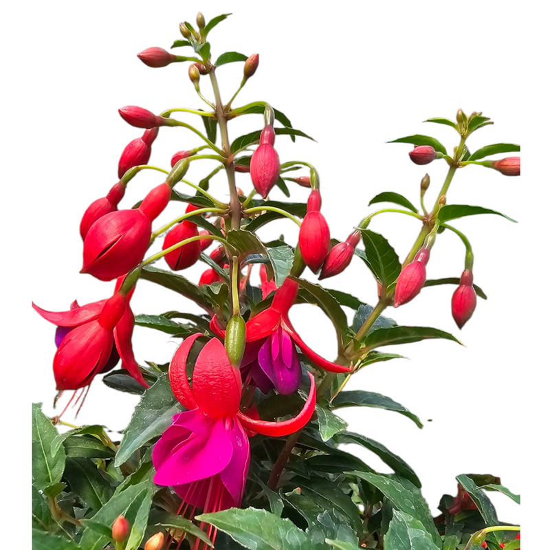 Fuchsia Shadow dancer Naomi