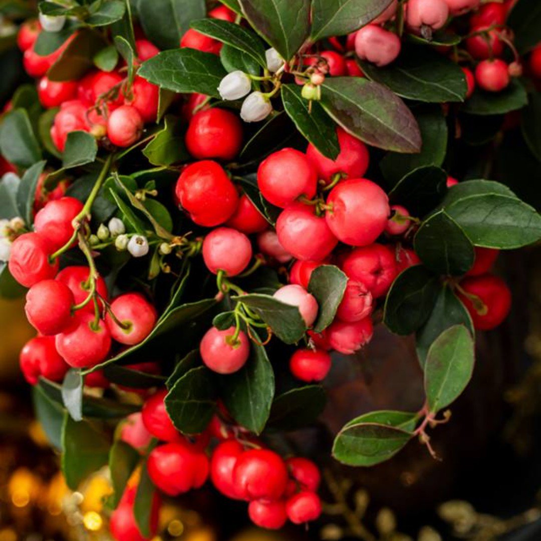 Gaulterija, Gaultheria procumbens 'Big Berry'