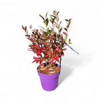 Vaccinium corymbosum Goldtraube, ameriška borovnica