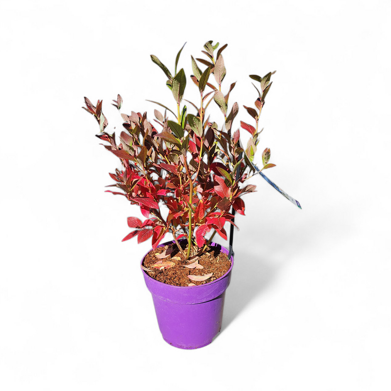 Vaccinium corymbosum Goldtraube, ameriška borovnica