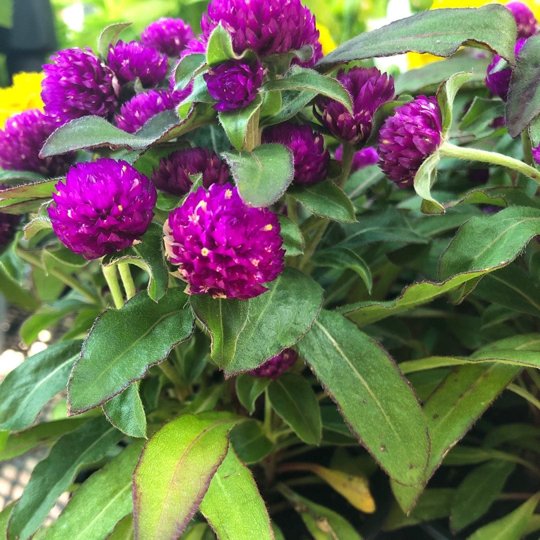 Gomphrena globosa Buddy, Oblocvetna gomfrena