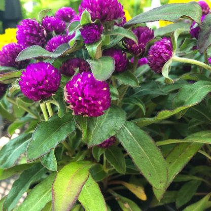 Gomphrena globosa Buddy, Oblocvetna gomfrena