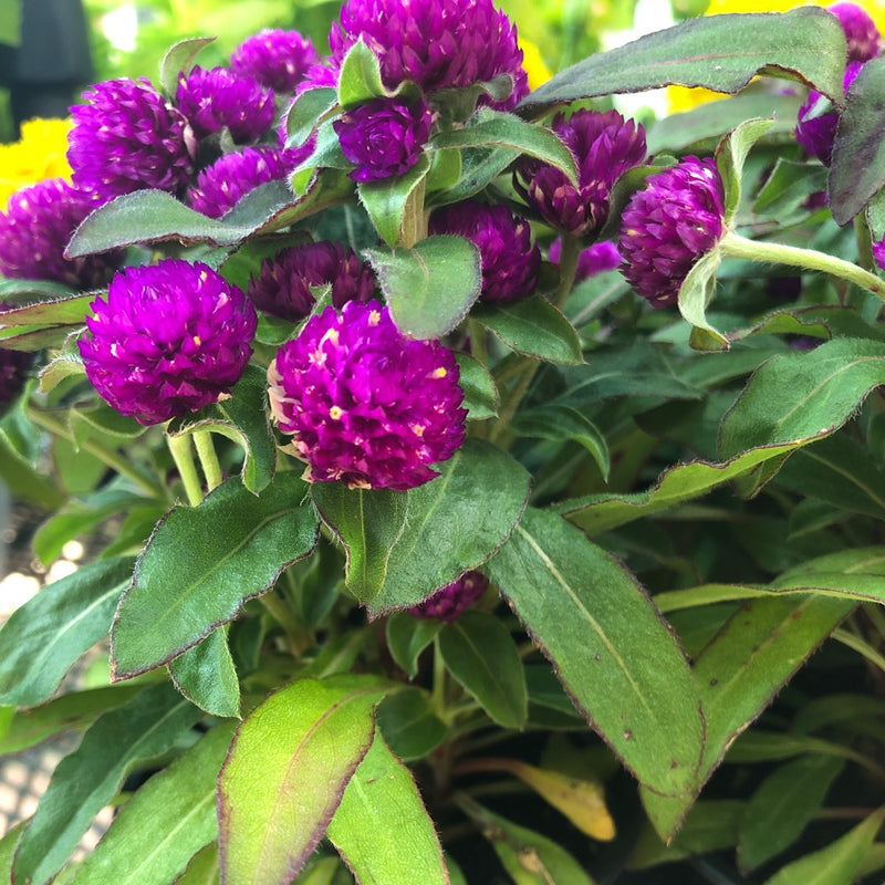 Gomphrena globosa Buddy, Oblocvetna gomfrena