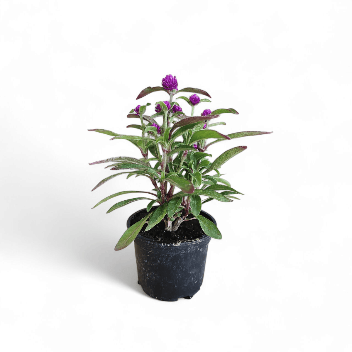 Gomphrena globosa Buddy, Oblocvetna gomfrena