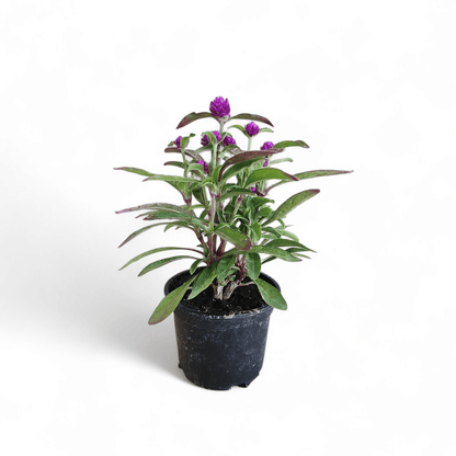Gomphrena globosa Buddy, Oblocvetna gomfrena
