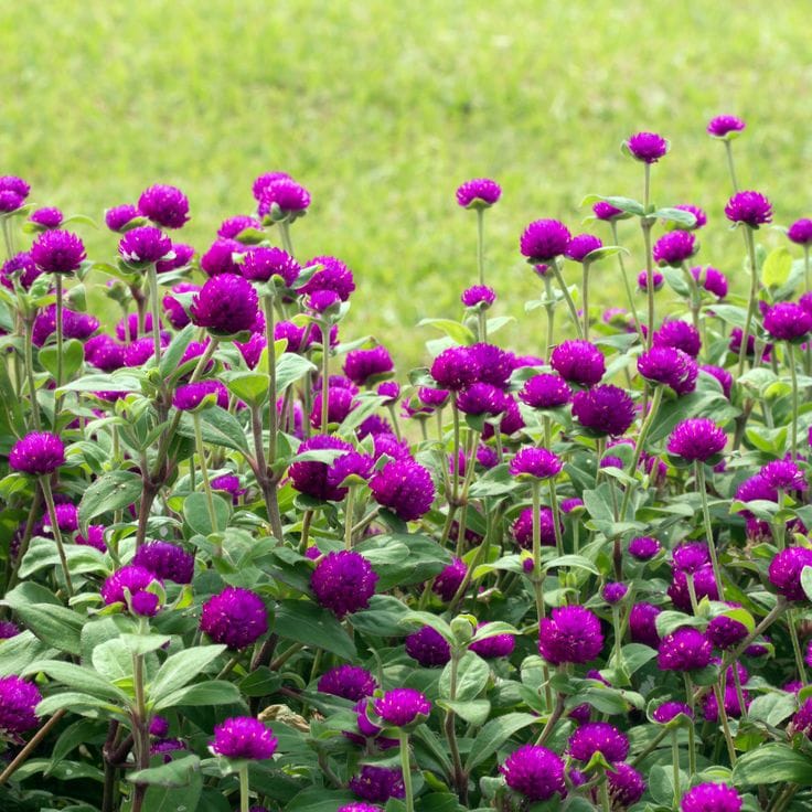 Gomphrena globosa Buddy, Oblocvetna gomfrena