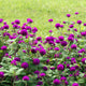 Gomphrena globosa Buddy, Oblocvetna gomfrena