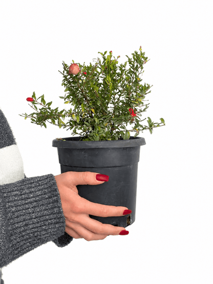 Punica granatum 'Nana' – pritlikavo granatno jabolko