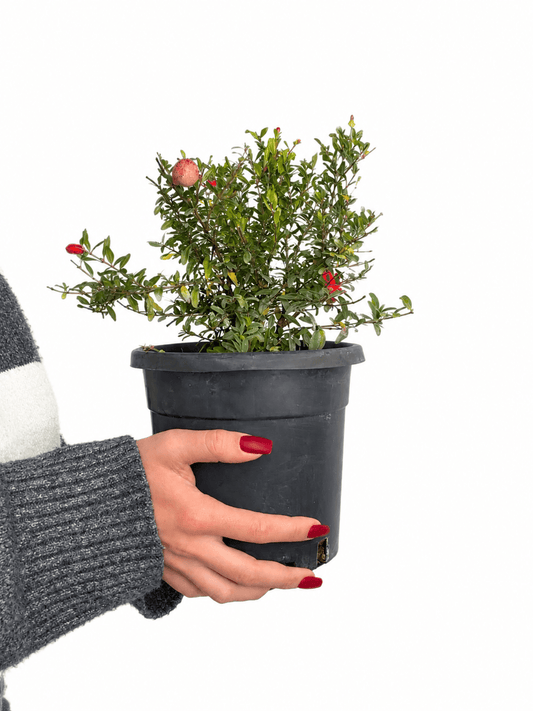 Punica granatum 'Nana' – pritlikavo granatno jabolko