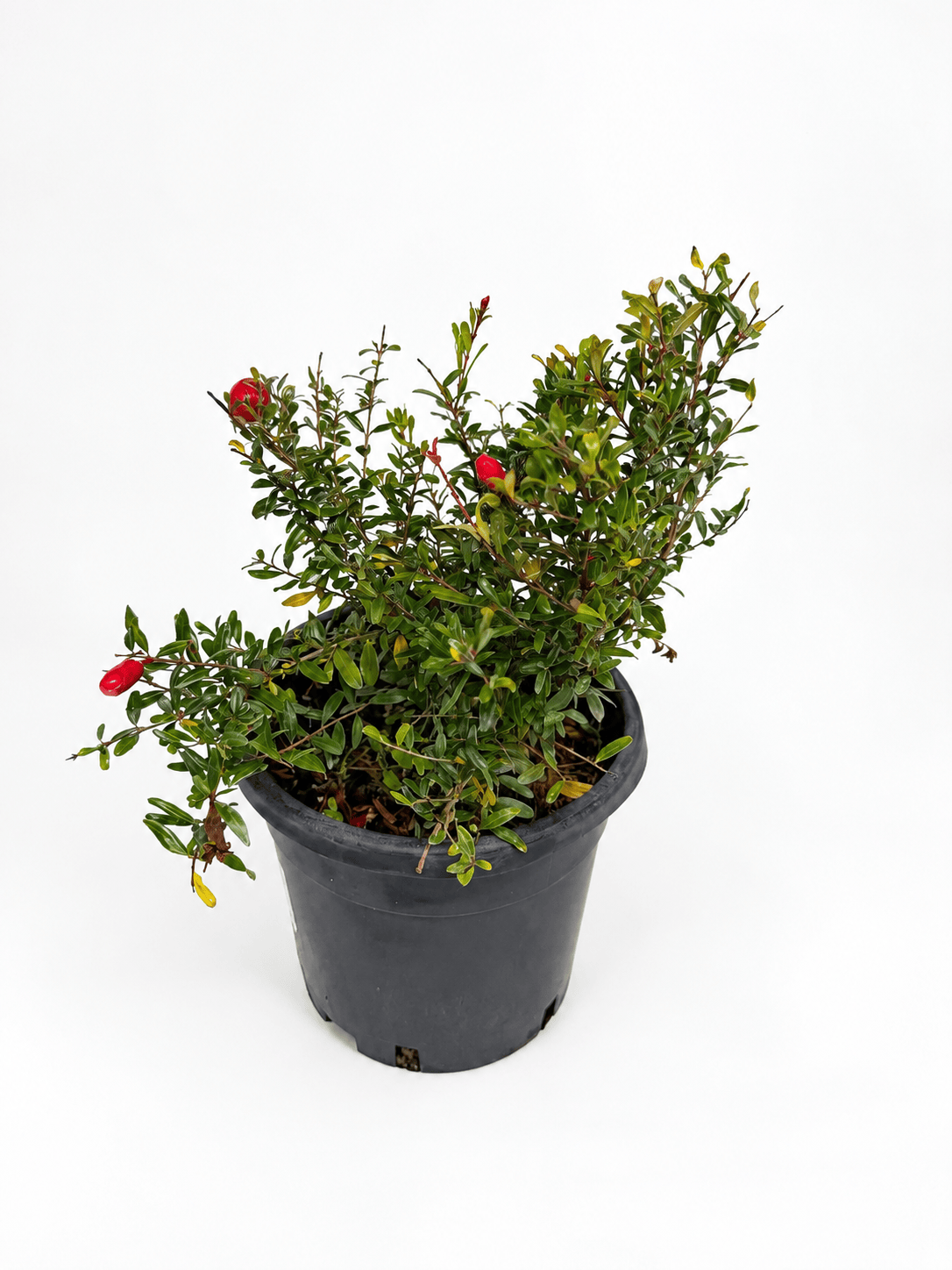 Punica granatum 'Nana' – pritlikavo granatno jabolko