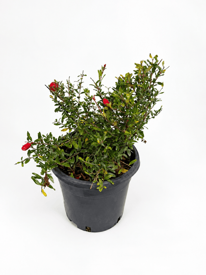 Punica granatum 'Nana' – pritlikavo granatno jabolko