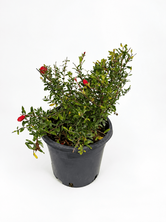 Punica granatum 'Nana' – pritlikavo granatno jabolko