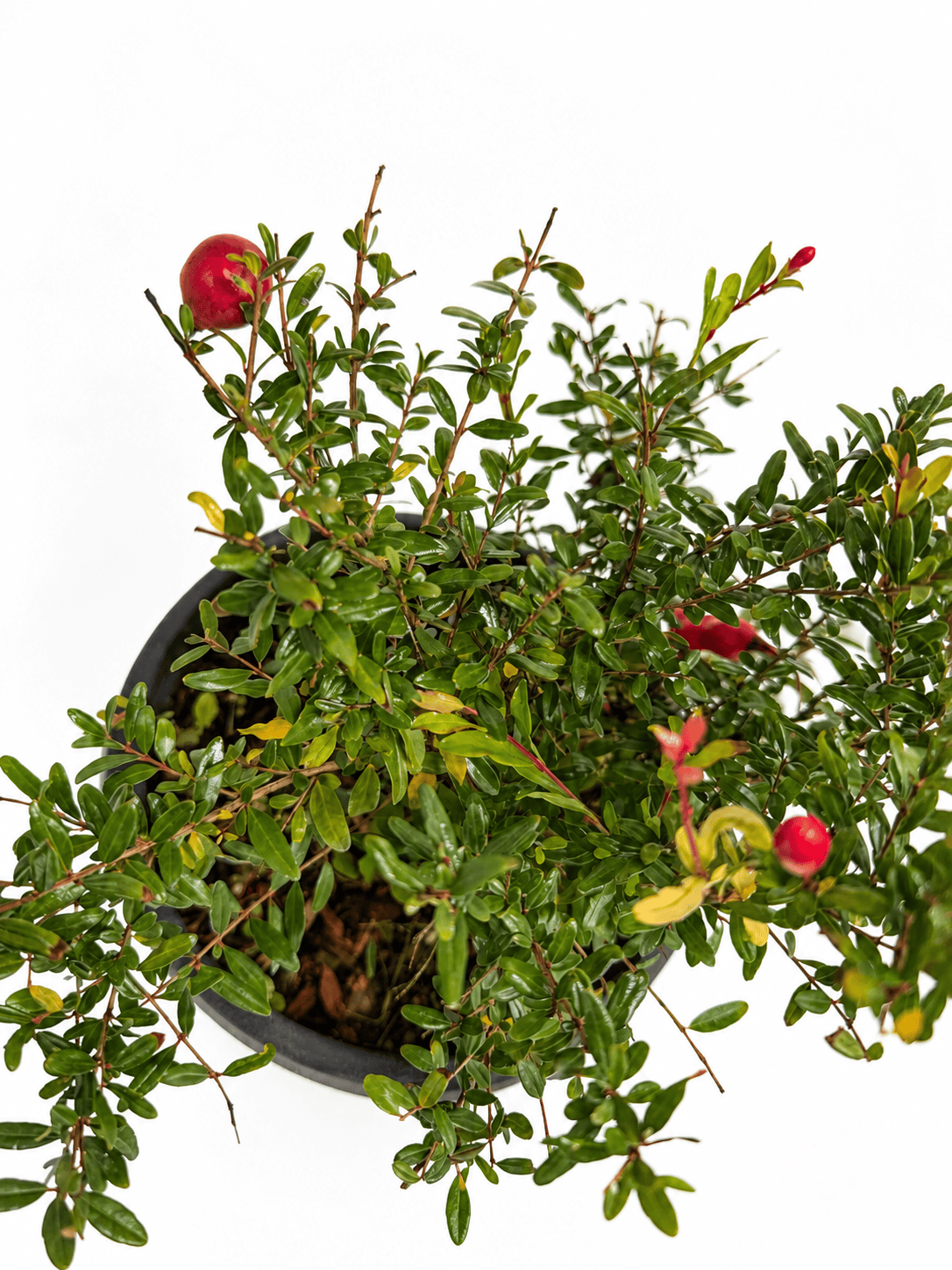Punica granatum 'Nana' – pritlikavo granatno jabolko