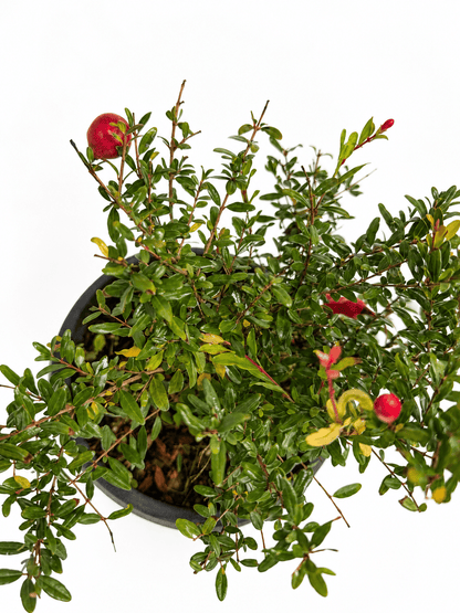 Punica granatum 'Nana' – pritlikavo granatno jabolko