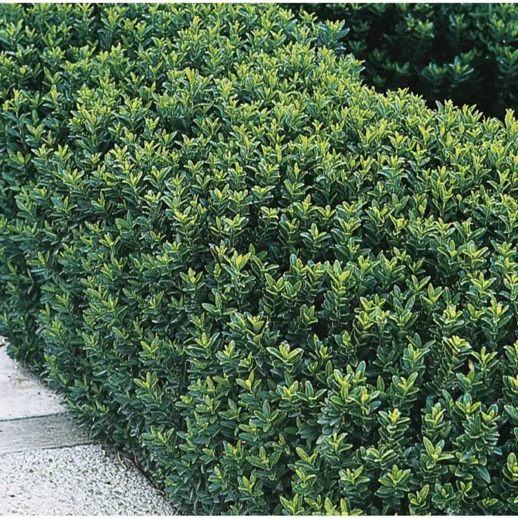 Euonymus Green Spire, japonski evonim