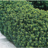 Euonymus Green Spire, japonski evonim