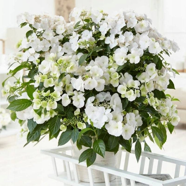 Hydrangea Garland, hortenzija "Runaway Bride"