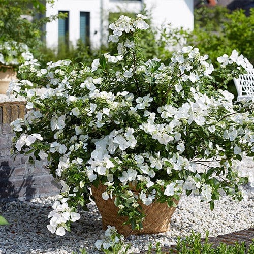 Hydrangea Garland, hortenzija "Runaway Bride"