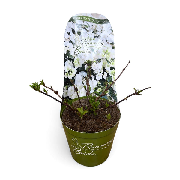 Hydrangea Garland, hortenzija "Runaway Bride"