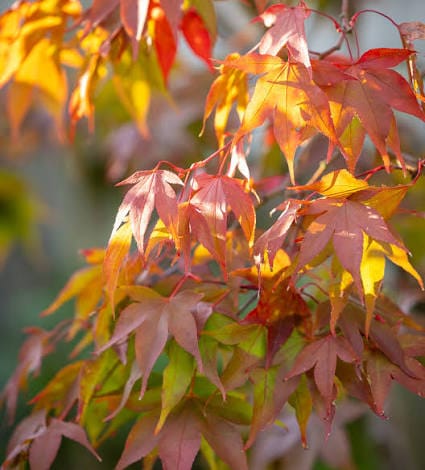 Japonski javor Acer palmatum "Osakazuki"