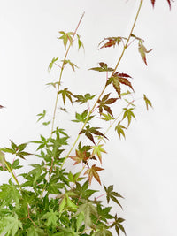 Japonski javor Acer palatum "Katsura"