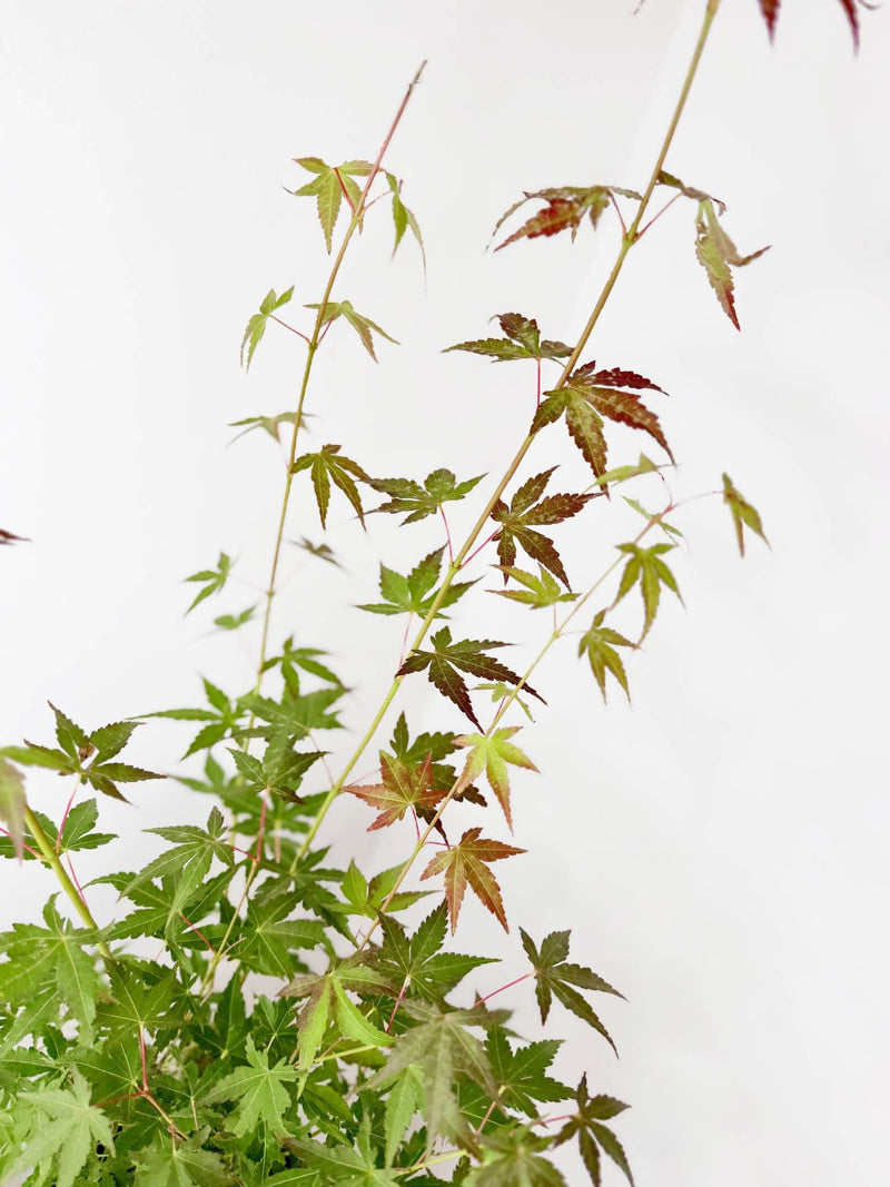 Japonski javor Acer palatum "Katsura"