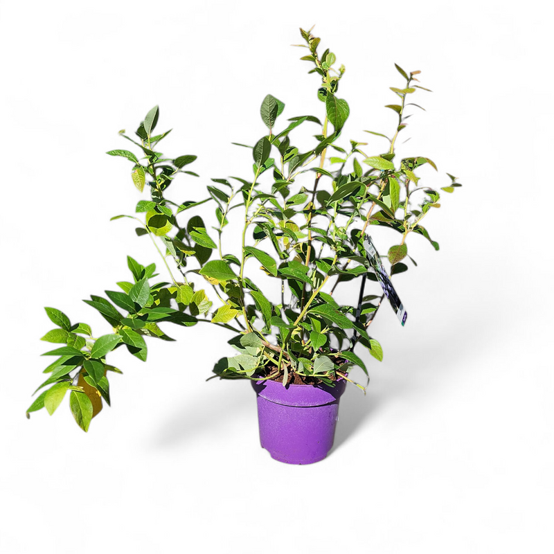 Vaccinium Corymbosum Jersey, Ameriška žlahtna borovnica