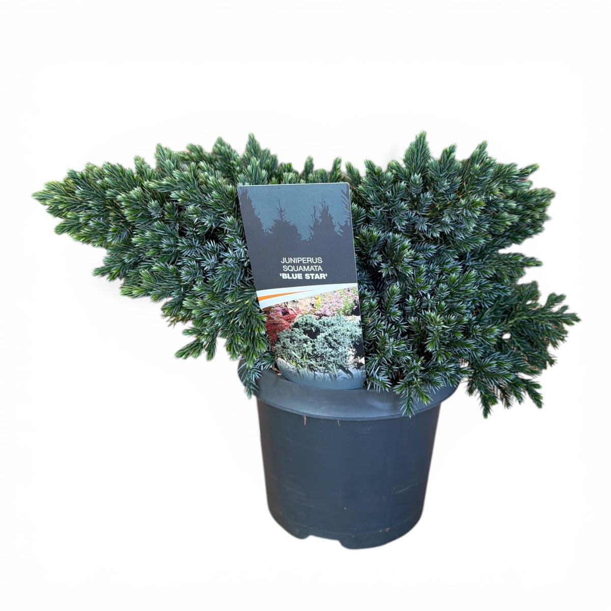 Juniperus squamata Blue star, srebrni brin