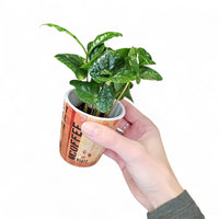 kakovec, coffea arabica v lončku