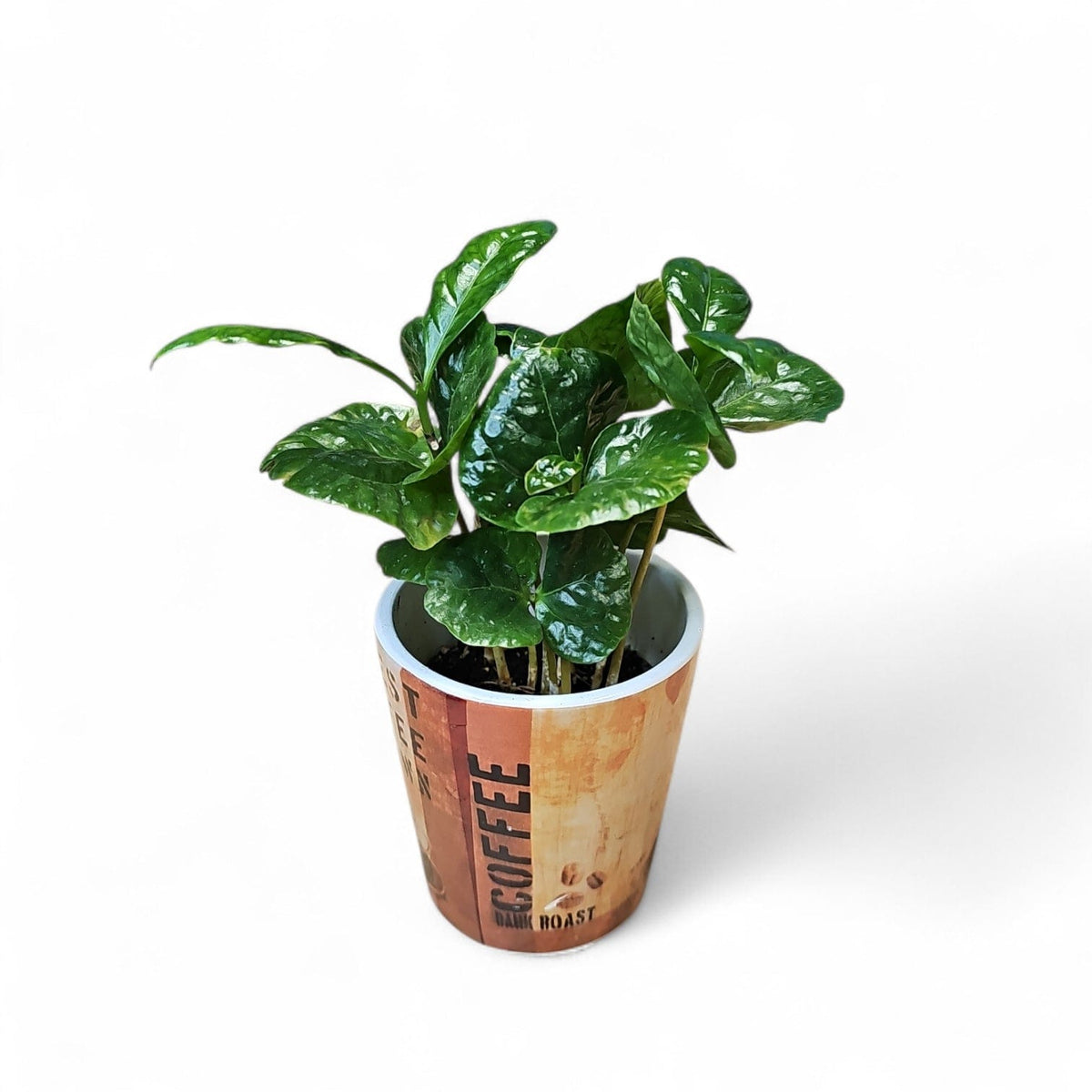 kakovec, coffea arabica v lončku