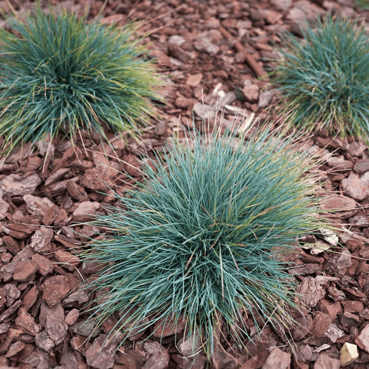 Festuca kitty dark blue, trava biljnica