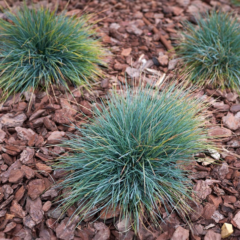 Festuca cinerea, Siva biljnica