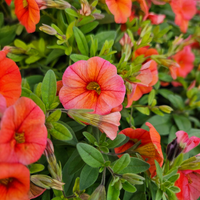 Calibrachoa superbells, Milijon zvončkov