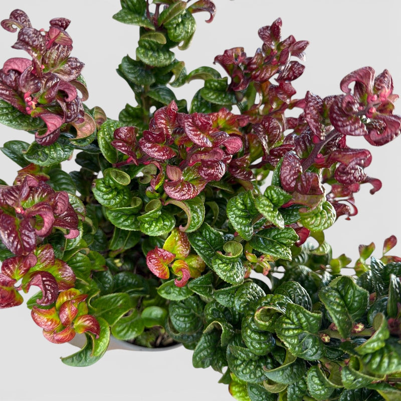 Leucothoe axillaris "Curly Red", leukotoja kodrasta