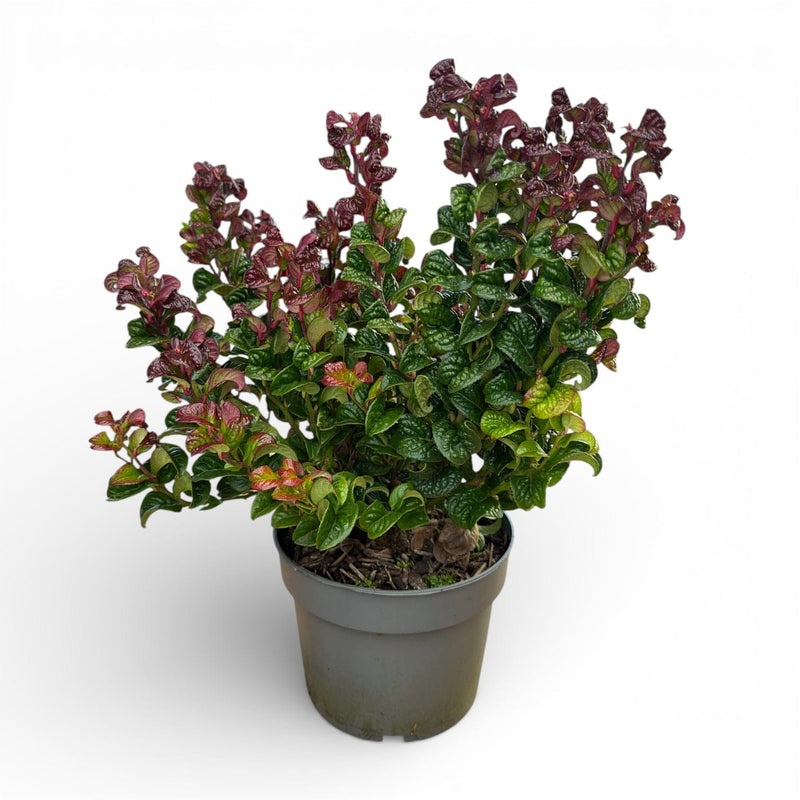 Leucothoe axillaris "Curly Red", leukotoja kodrasta