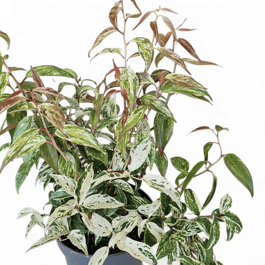 Leucothoe fontanesiana 'Makijaz', levkotoja