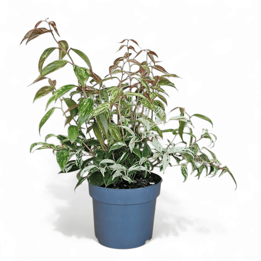 Leucothoe fontanesiana 'Makijaz', levkotoja