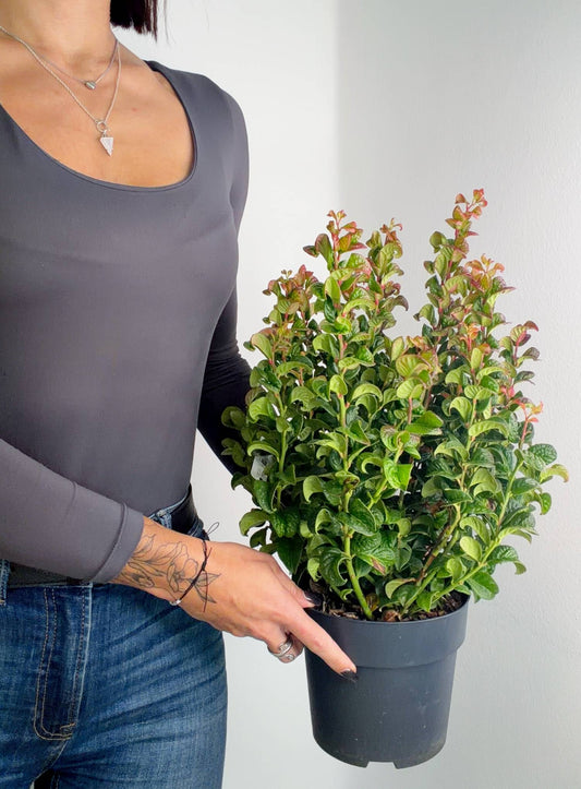 Leucothoe axillaris "Curly Red", leukotoja kodrasta