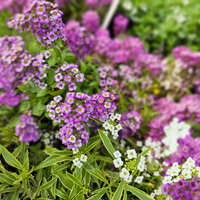 Lobularia Primavera princess, enoletni grobeljnik