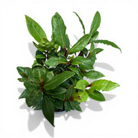 Lovor - Laurus nobilis