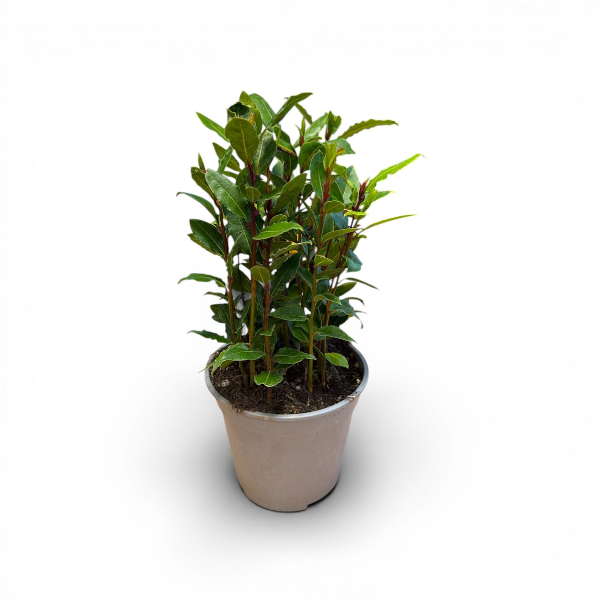Lovor - Laurus nobilis
