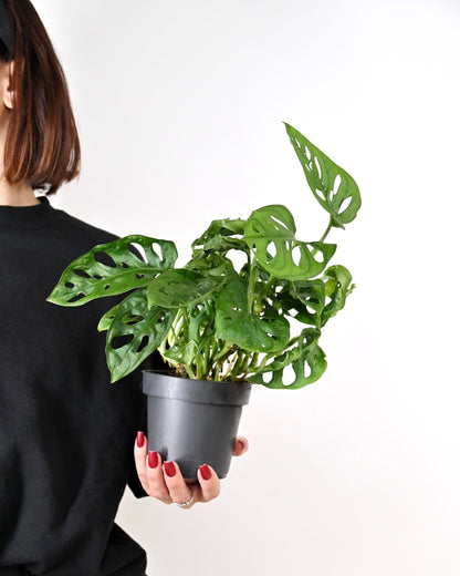 Monstera Monkey Mask
