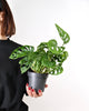 Monstera Monkey Mask