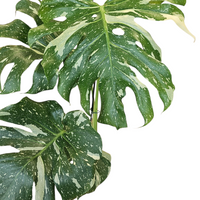 Monstera deliciosa ‘Thai Constellation’, Monstera
