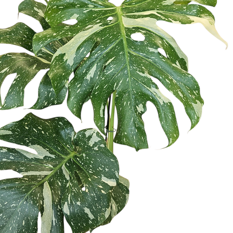 Monstera deliciosa ‘Thai Constellation’, Monstera