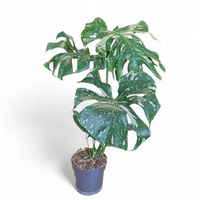 Monstera deliciosa ‘Thai Constellation’, Monstera