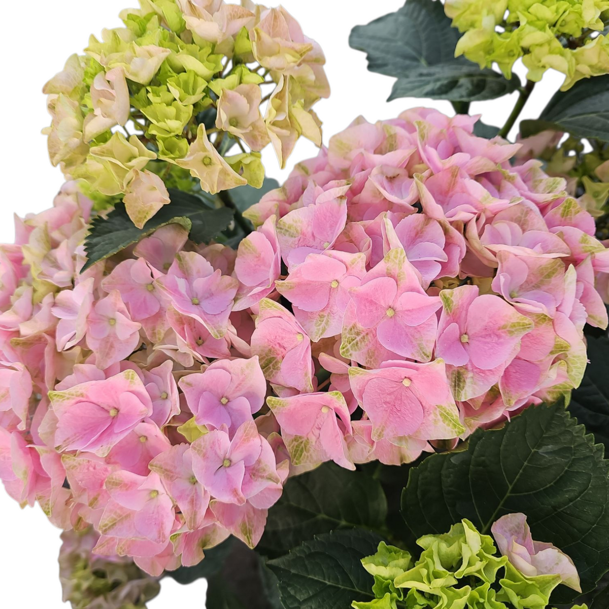 Hydrangea macrophylla, hortenzija Več barvnih kombinacij