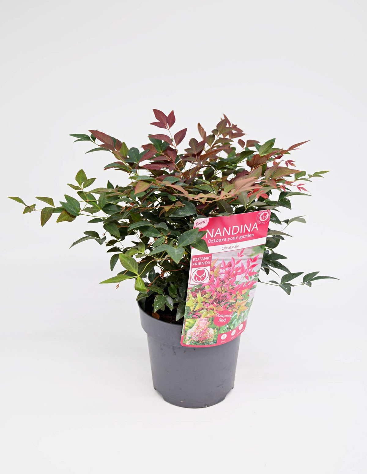Nandina domestica, Nebeški bambus Compact Red